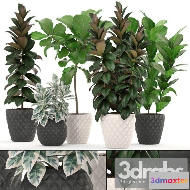 1010998 - Ficus Set 1204
