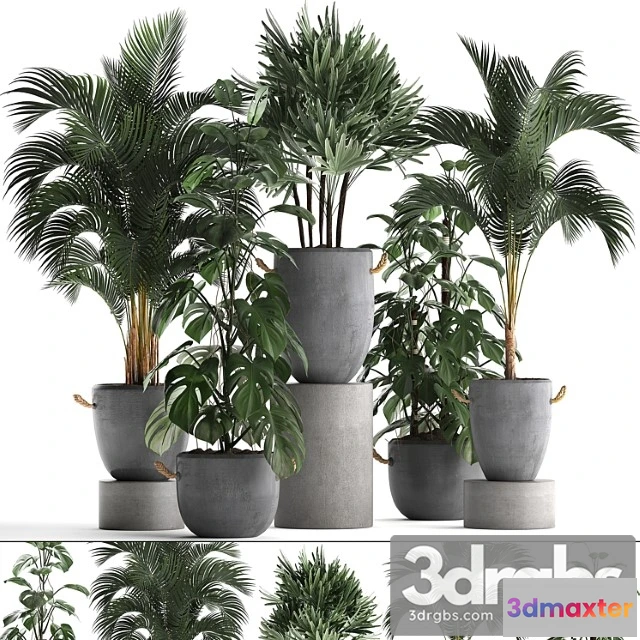 1061044 - A collection of beautiful small plants in modern concrete pots with palm rapis, hovea, monstera. set 408.