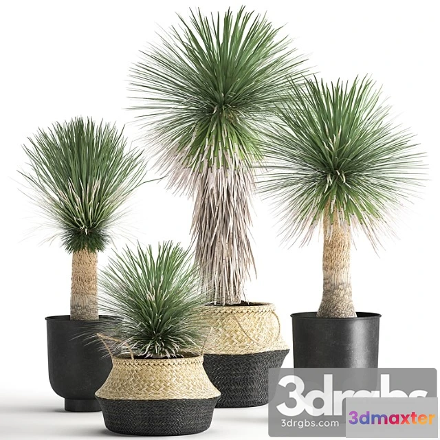 1061066 - A collection of plants in black pots and baskets of yucca, desert plants. set 1015.