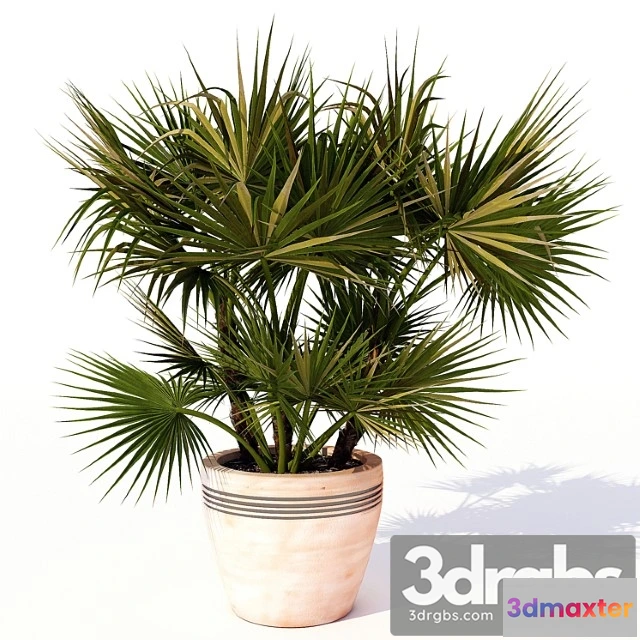 1061108 - Acoelorrhaphe Wrightii