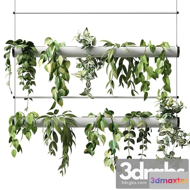 1061114 - Ampel plants in a flowerpot pipe