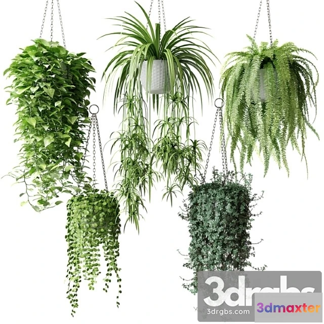 1061120 - Ampel plants in white wicker pots