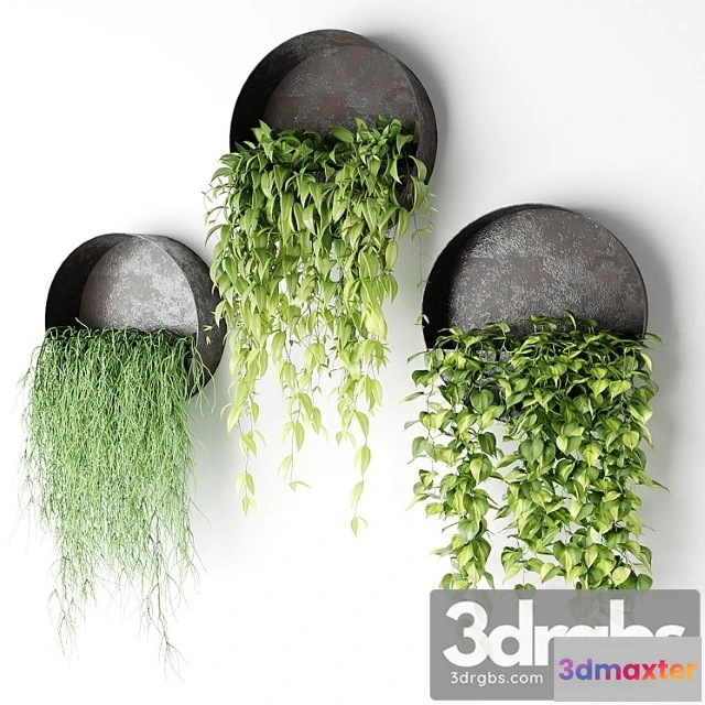 1061124 - Ampelous plants in basins