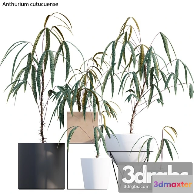 1061130 - Anthurium cutucuense