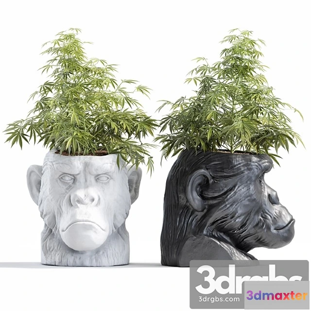 1061132 - Ape head planter