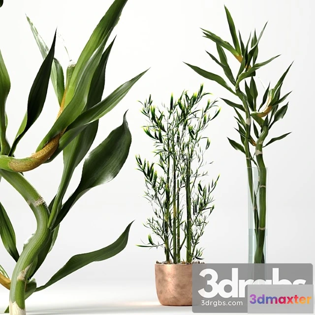1061146 - Bamboo indoor plant set