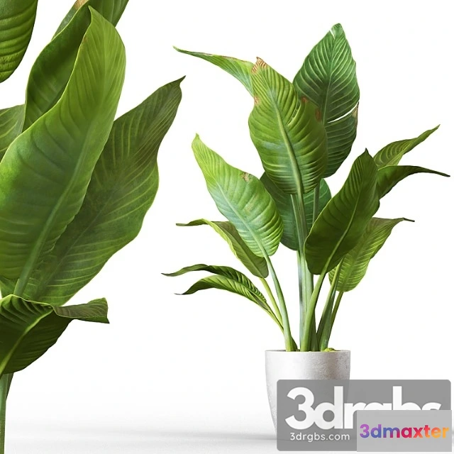 1061152 - Banana palm