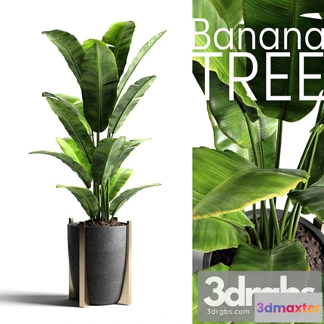 1061154 - Banana tree 2