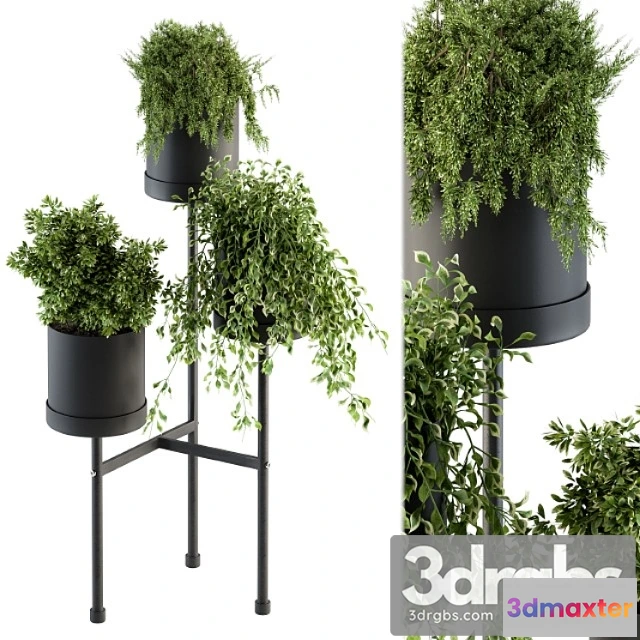 1061184 - Black box plants on stand 07