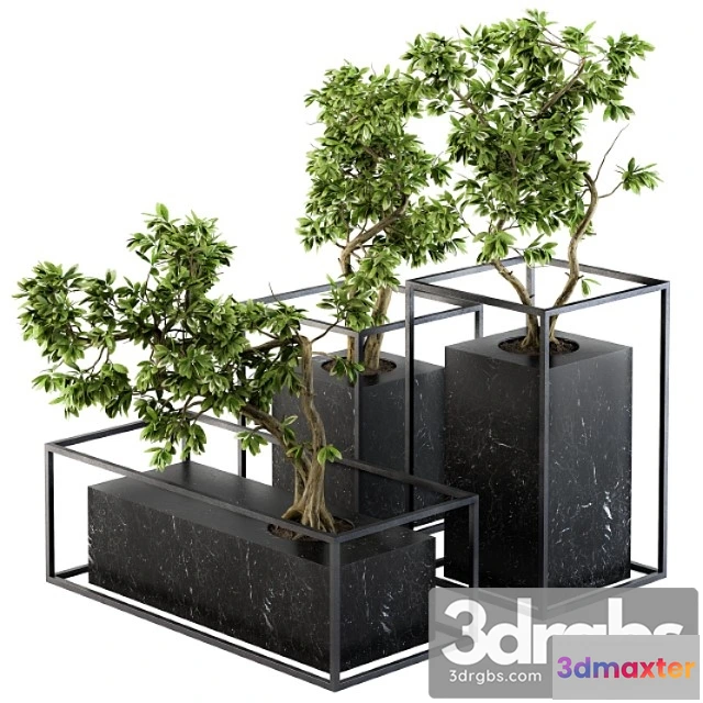 1061202 - Bonsai benjamin indoor plants - set 101