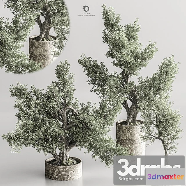 1061204 - Bonsai collection set