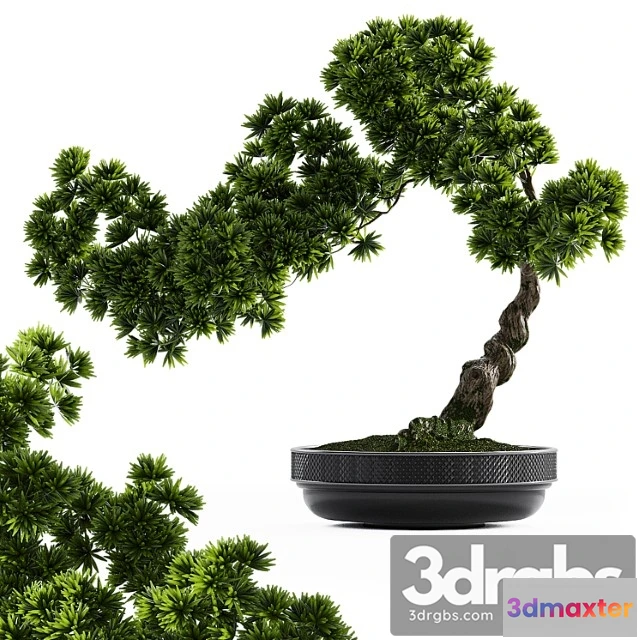 1061208 - Bonsai plant - No.2