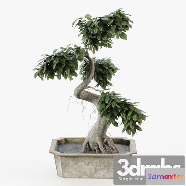1061212 - Bonsai tree ficus