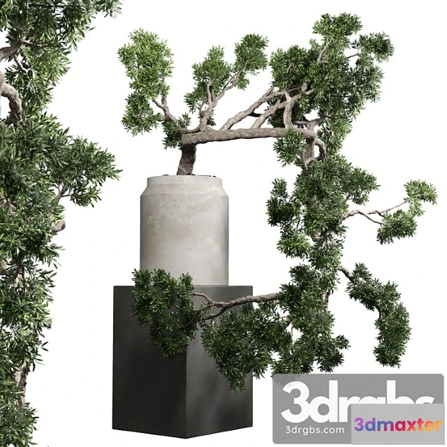 1061214 - Bonsai tree vase old concrete dirt pot