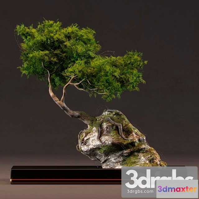 1061216 - Bonsai_222