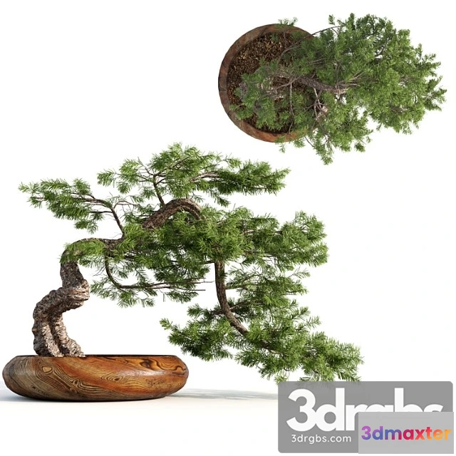 1061220 - Bonsai04