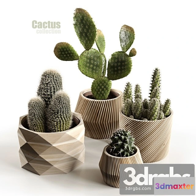 1061244 - Cactus collection
