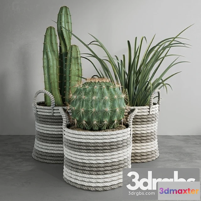 1061248 - Cactus set