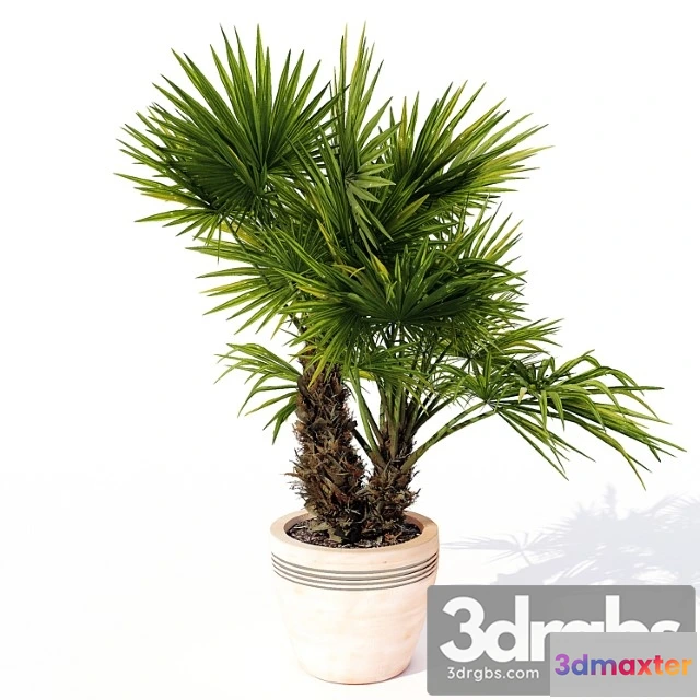 1061252 - Chuniophoenix Hainanensis 03