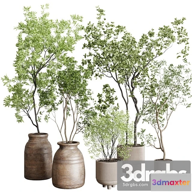 1061272 - Collection indoor plant 227