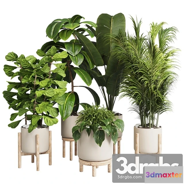 1061276 - Collection indoor plant 30 -wood vase