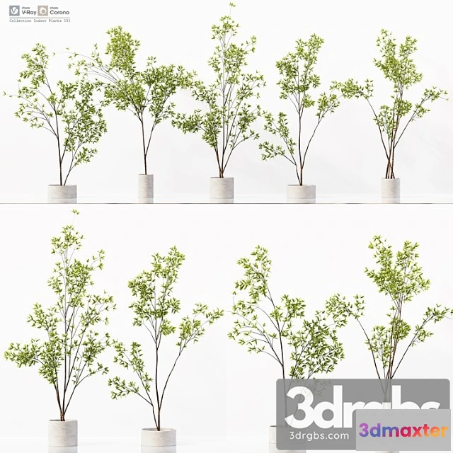 1061302 - Collection indoor plants 033