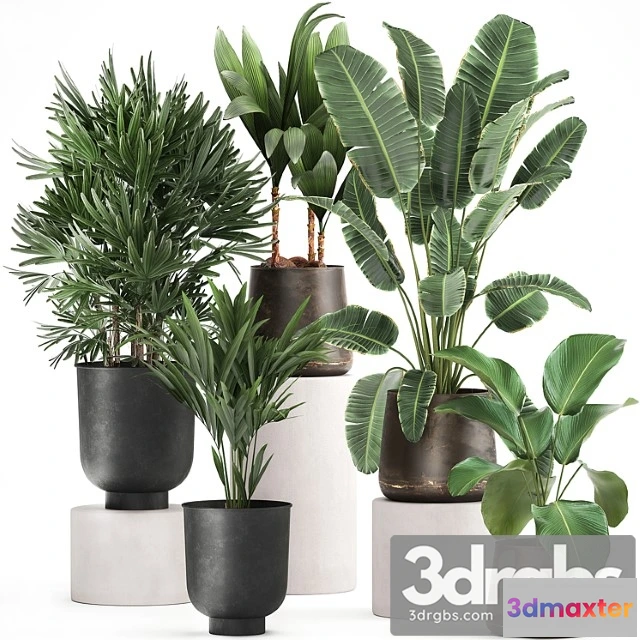 1061442 - Collection of plants in metal pots and vases strelitzia, ravenala, banana palm, howea, raphis. set 981.