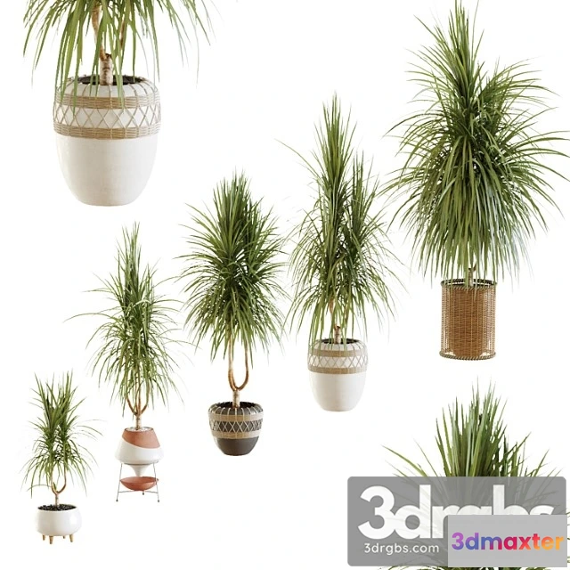1061494 - Collection of plants. dracaena v2