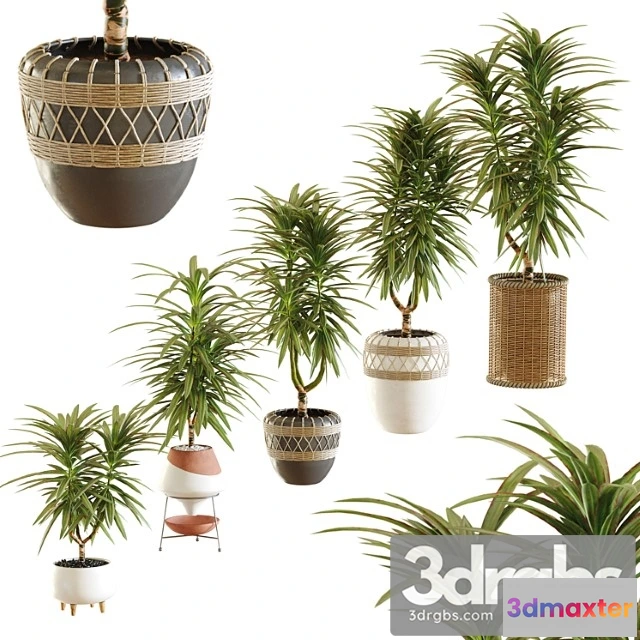 1061496 - Collection of plants. dracaena