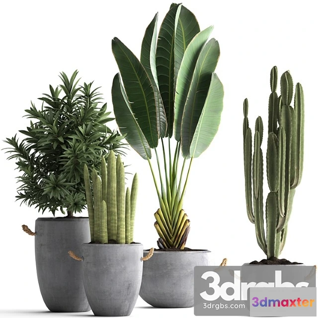 1061542 - Collection of small plants in black concrete pots from ravenala, concrete flowerpot, cereus, cactus, oleander. set 434.