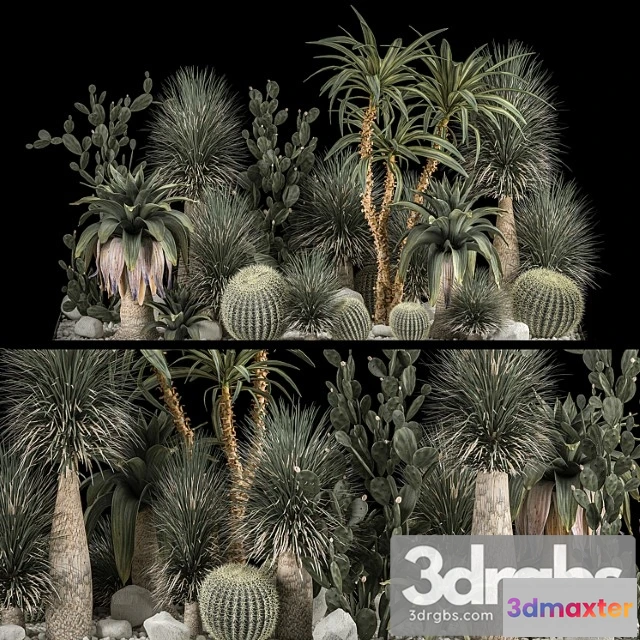 1061578 - Collection of tropical plants of the desert 1117. cactus, yucca, prickly pear, thickets, bushes, garden, dracaena