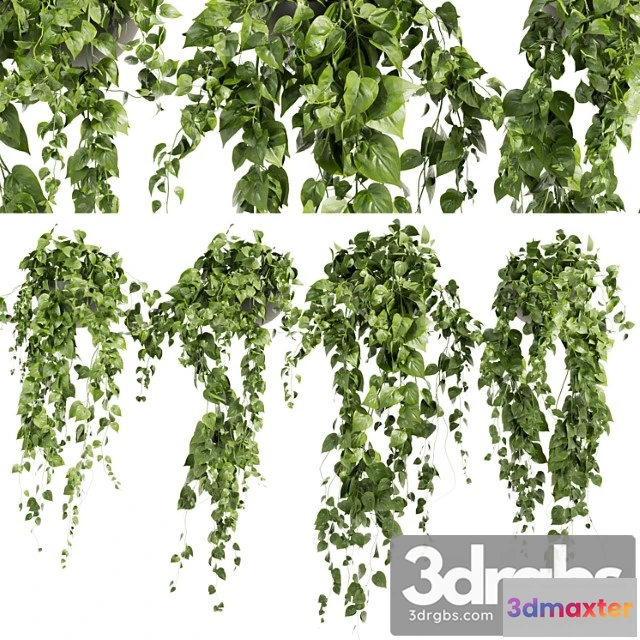 1061588 - Collection plant vol 412 - pothos - hanging - ampelous