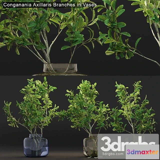 1061598 - Conganania axillaris branches in vases