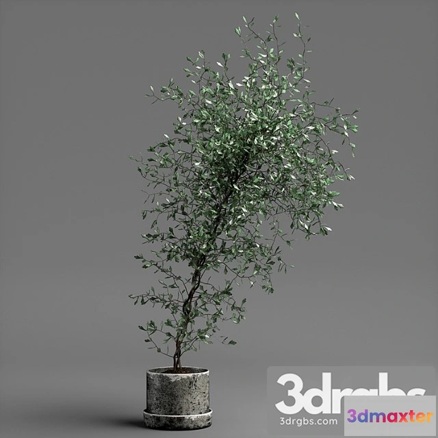 1061602 - Corocia plant