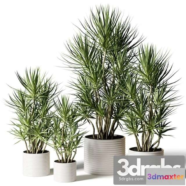 1061640 - Dracaena in assortment