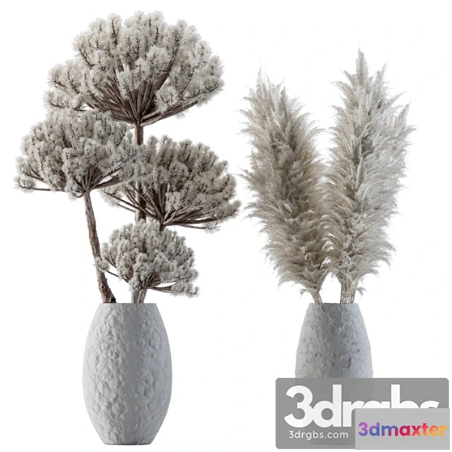 1061644 - Dry plants 22 - big pampas asteroid pot