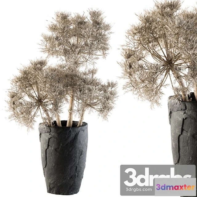 1061646 - Dry plants 32 - dried plant