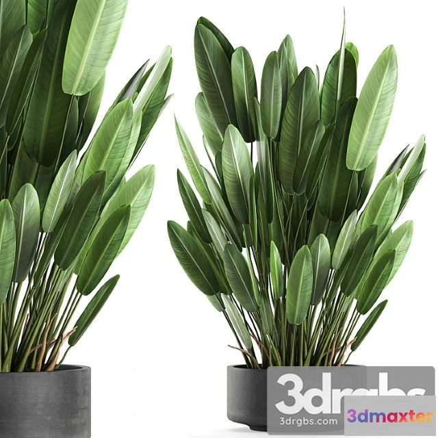 1061654 - Exotic thickets in a black pot with a strelitzia flower, ravenala. set 740.