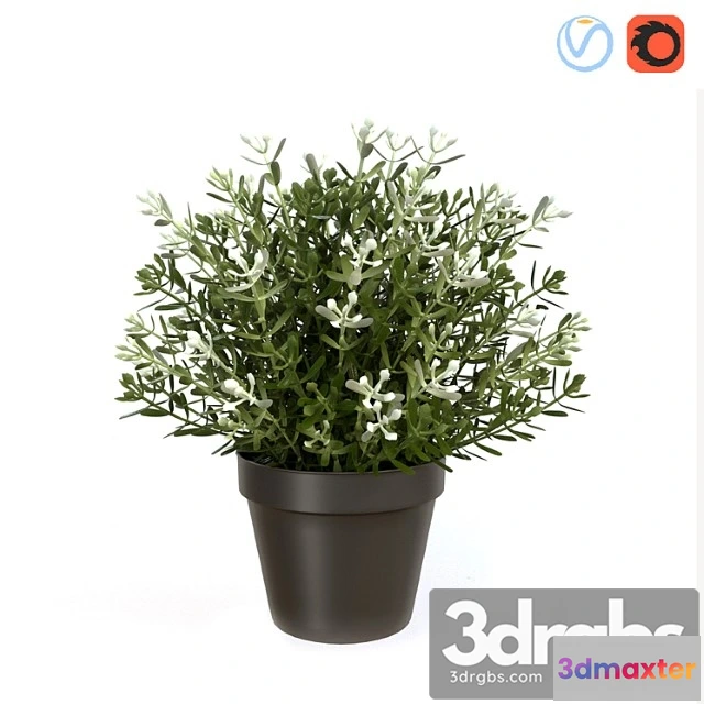 1061658 - Fake thyme