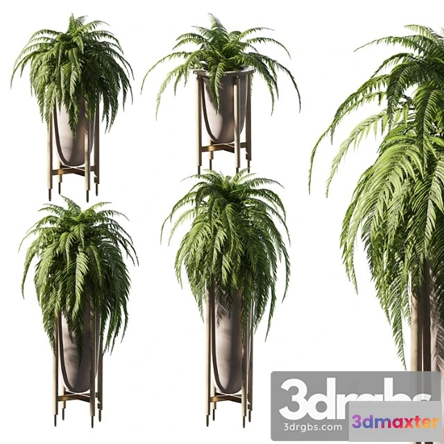 1061668 - Fern in pots. 4 models