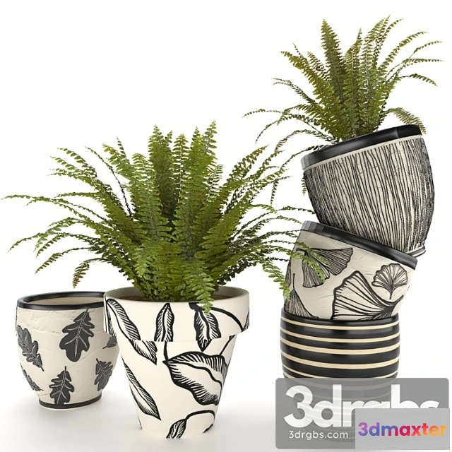 1061670 - Fern in vase 01 - indoor plant