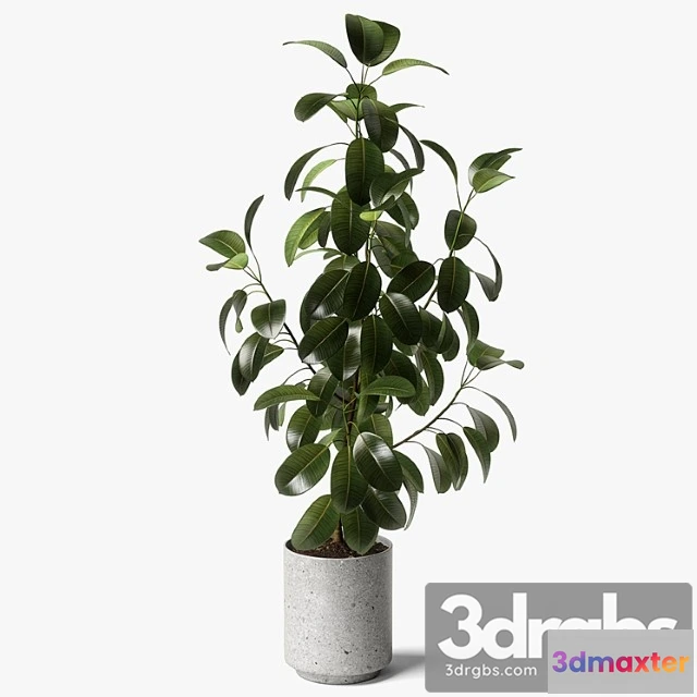 1061680 - Ficus elastica - No.2