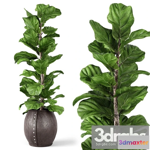 1061682 - Ficus lyrata 2 - No.2