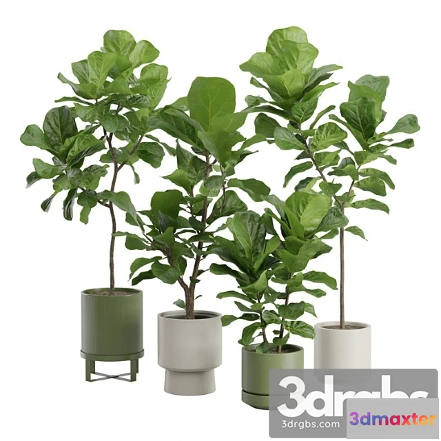 1061684 - Ficus lyrata fiddle leaf