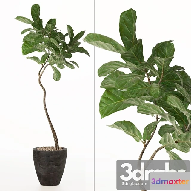 1061686 - Ficus lyrata no. 3