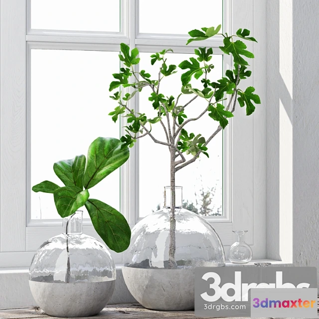 1061694 - Fig plants 1