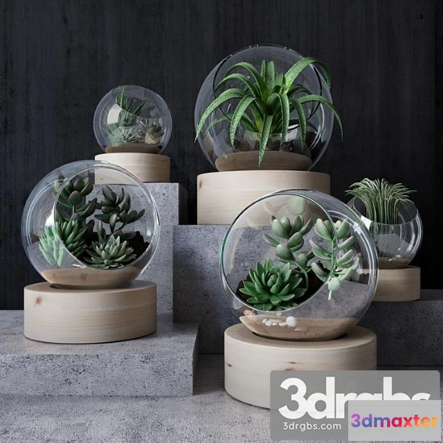 1061704 - Florarium_1