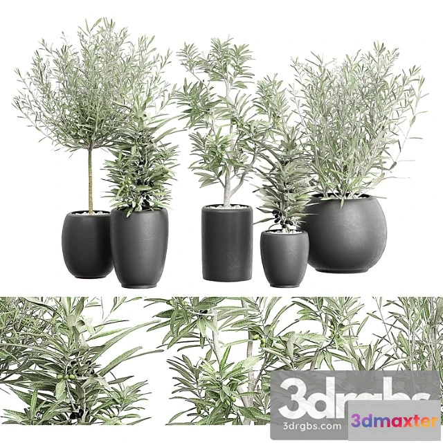 1061720 - Flower pack 121