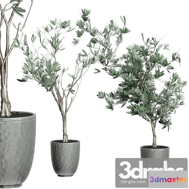 1061722 - Flower pack 122 - olive tree