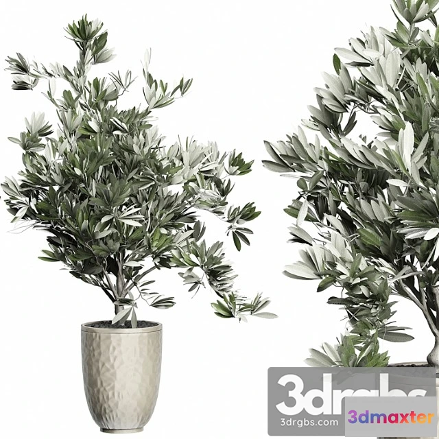 1061724 - Flower pack 123 - olive tree